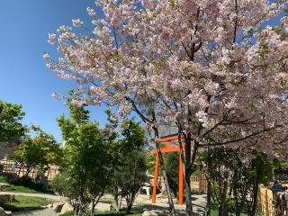 桜（1）