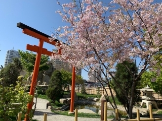 桜（2）